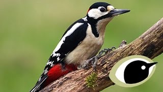 BTO Bird ID  Great amp Lesser Spotted Woodpeckers [upl. by Jaal]