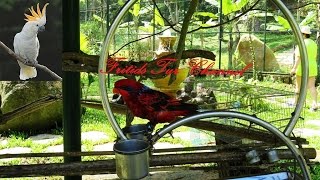 Life of Parrots at the ZOO [upl. by Nwavahs]