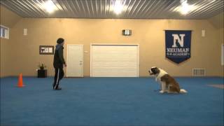 Maisie St Bernard Boot Camp Dog Training Video [upl. by Anehsak733]