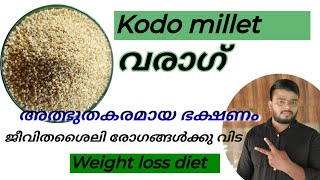 Kodo milletവരാഗ്അത്ഭുതകരമായ ഭക്ഷണം ജീവിത ശൈലി രോഗങ്ങളോട് വിടപറയുlove to live [upl. by Nylhtiak394]