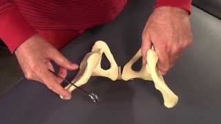 Osteology of the Pelvis in HD [upl. by Carine750]