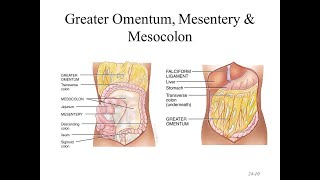 Anatomy and roles of mesentery mesocolon Lesser and Greater Omentum [upl. by Ursi]