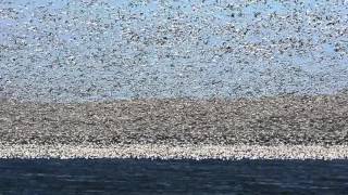 Snow Goose Migration [upl. by Tarr]