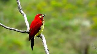 crimsonmantled woodpecker Colaptes rivolii Serranía del Perijá Northern Colombia Birding Trail [upl. by Pincus]