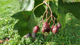 Tasty Checker Tree fruit Sorbus torminalis [upl. by Astto]