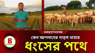 যে সকল খামারিদের গাড়ল খামার আজ ধংসের পথে চলে গিয়েছে । sheep farming in sheep boy l garol khamar [upl. by Teiluj]