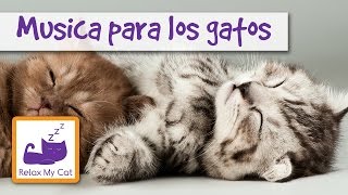 Música para los gatos mejora el bienestar alivia el estrés y el miedo ayuda contra el aburrimiento [upl. by Pavier558]