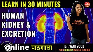 Biology Learn Human Kidneys And Excretion Process In 30 Minutes By Dr Vani Sood [upl. by Sybila]