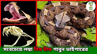 গাবুন ভাইপার সবেচেয়ে লম্বা বিষ দাঁতের অধিকারী  সবেচেয়ে বেশি বিষ উৎপন্ন করে  Gaboon Viper Snake 🐍 [upl. by Aicilat]