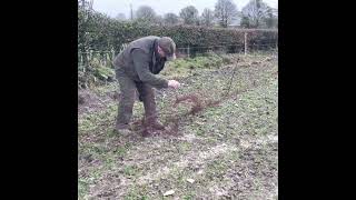 Catching rabbits using ferrets  Ferreting rabbit hunting [upl. by Ayot205]