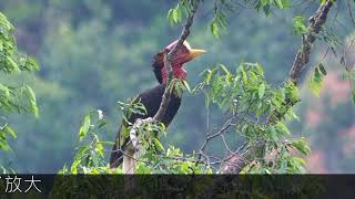 Helmeted Hornbill  นกชนหิน [upl. by Upton766]