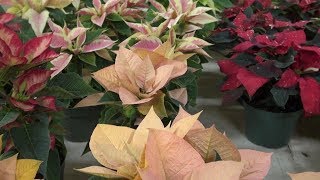 Poinsettias [upl. by Aymer]