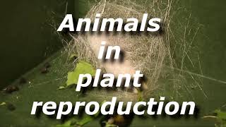 Relation between plants and animals [upl. by Delfeena]