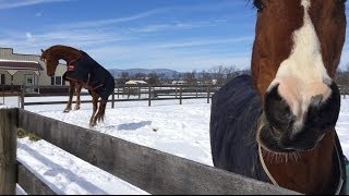 Horses having fun in the snow [upl. by Hal373]