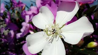 Manacá da Serra Tibouchina mutabilis quotNanaquot [upl. by Thaine979]