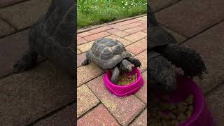 Tortue dHermann  Hermann’s tortoise tortoise tortoiselove tortoiseslife nature tortue life [upl. by Rossie]