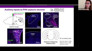 Talk Hypothalamic Oxytocin Neurons Respond to Infant Vocalizations via Noncanonical Auditory Pathw… [upl. by Neumark]