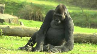 Gorilla Safaripark Beekse Bergen [upl. by Ellehcyar]