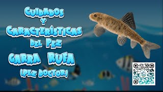 🐟 CUIDADOS y CARACTERÍSTICAS del PEZ GARRA RUFA o PEZ DOCTOR 🐠🌿 peces aguadulce rufa [upl. by Pavyer]