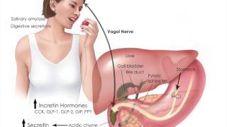 Digestive Hormones Gut Bacteria amp Gastric Bypass [upl. by Eivlys87]