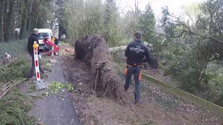 Démontage d’un grand sapin et dégâts de la tempête [upl. by Aimaj]