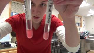 K9 Blood Agglutination Crossmatching [upl. by Frere328]