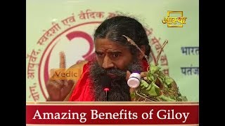 10 Amazing Benefits of Giloy  Swami Ramdev [upl. by Bouchier392]