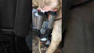 Milking fails animal animal cow dairyprocessing cowmilk milkingfails [upl. by Nonnairb]