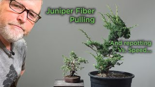 Bonsaify  When NOT to Repot Junipers PLUS FiberPulling Fun [upl. by Netsirt]