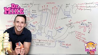 Hypothalamic Pituitary Hormones [upl. by Riek]