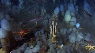 The Deepest Dive in Antarctica Reveals a Sea Floor Teeming With Life [upl. by Petracca]