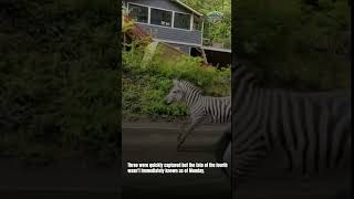 Zebras gallop through neighborhood in Washington state news shorts bcgovernment [upl. by Alenairam706]