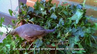 Arizona Gambels Quail Chicks Hatching and Fledging [upl. by Frech761]