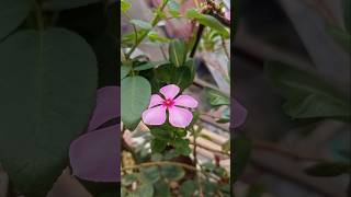 Mesmerizing Bloom Flower Blooms in My Varanda Garden 🌸 youtubeshorts shortvideo gardening [upl. by Euqenimod355]