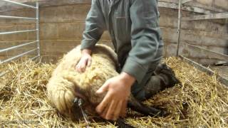 Lambing a Ewe  GoPro Hero [upl. by Ettennan11]