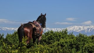 Self Guided Horse Riding Tour  Discovery Trail [upl. by Urania616]