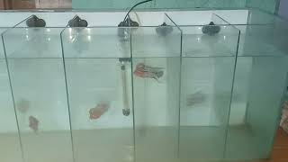 imported srd flowerhorn stock arrived 9834965266flowerhorn youtbe aquarium [upl. by Nakeber]