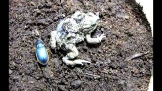 Epomis Beetle Attacks Toad [upl. by Unam577]