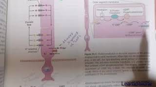 PHOTOCHEMISTRY OF VISION  RHODOPSINRETINAL VISUAL CYCLE ACTIVATION OF RODS AND CONES PHYSIOLOGY [upl. by Aibsel]