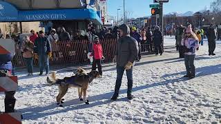 Iditarod Start 2024 Anchorage AK [upl. by Yenetruoc399]