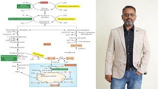 Gluconeogenesis  Definition Pathway Significance And Regulation  Carbohydrate Metabolism [upl. by Aletse]