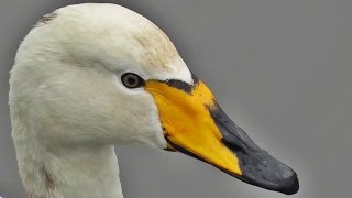 Whooper Swan  Beautiful Close Up [upl. by Christye]