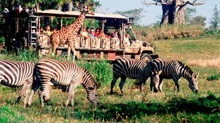 Kilimanjaro Safari Disneys Animal Kingdom Disney World HD Gorgeous Pandavision [upl. by Grata159]