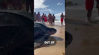 Giant leatherback sea turtle shows up on beach 😮🐢  🎥 BVIRAL  mikesudi16  karibinyaralas [upl. by Juliette]