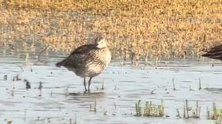 Whimbrel Numenius phaeopus Ledskär Uppland 11 July 2024 iPhone digiscoping [upl. by Virginia]