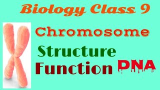 Chromosome  Chromosome Structure and Function DNAChromosome 9 Class [upl. by Narut]