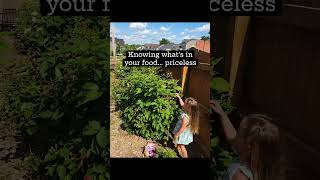 Grow More at home 🏠🍓 🍏 🍎 🍐 🫐 garden organicgardening shorts fruittrees [upl. by Macmahon599]