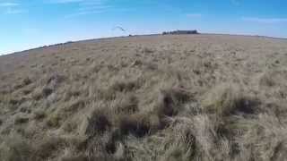 Ferruginous Hawk Falconry on Jackrabbits [upl. by Eelarat]