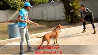 Vybz Kartel and Friends Having Fun Playing With His Pitbull HappyTimes [upl. by Yetta200]