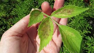 Two Spotted Spider Mite Tetranychus urticae Infestation on Sambucus [upl. by Eldnar]